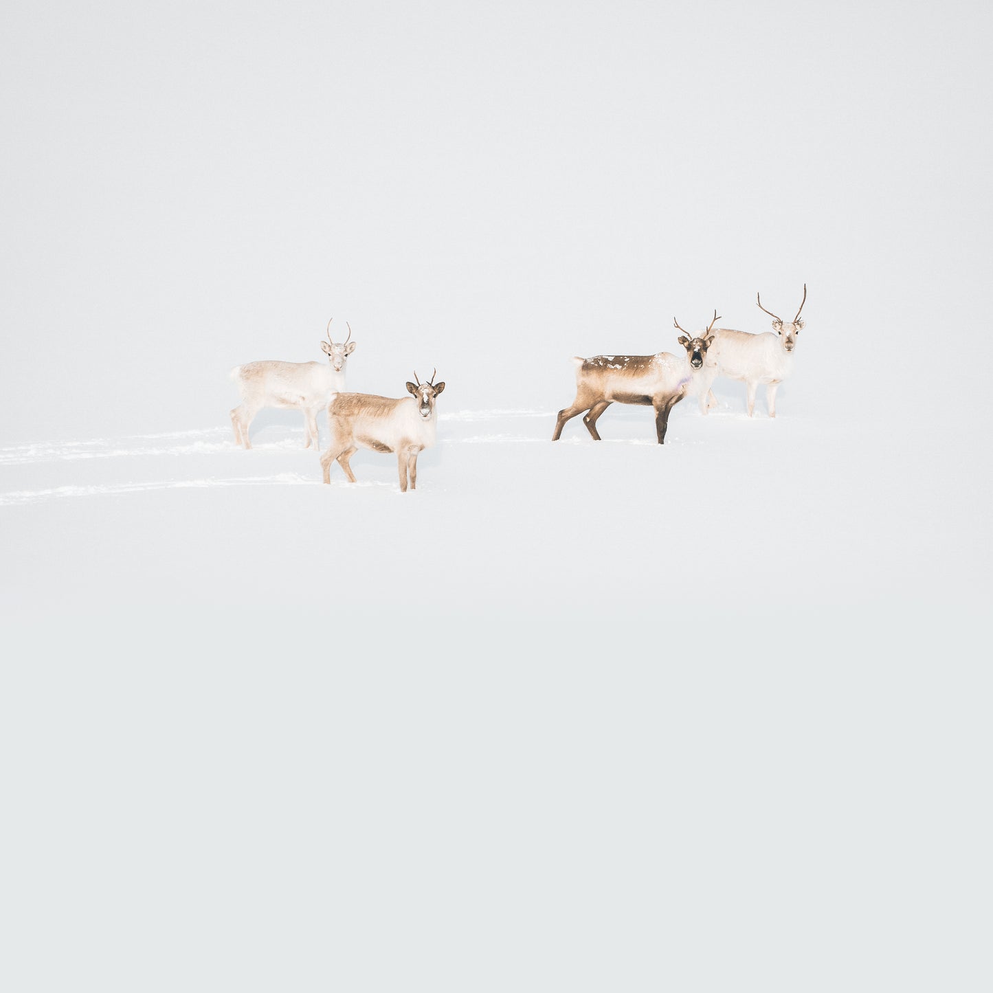 HOLMASARLON – Arild Heitmann