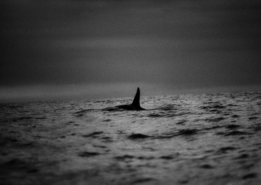 A Killer Whale - Morten Løberg