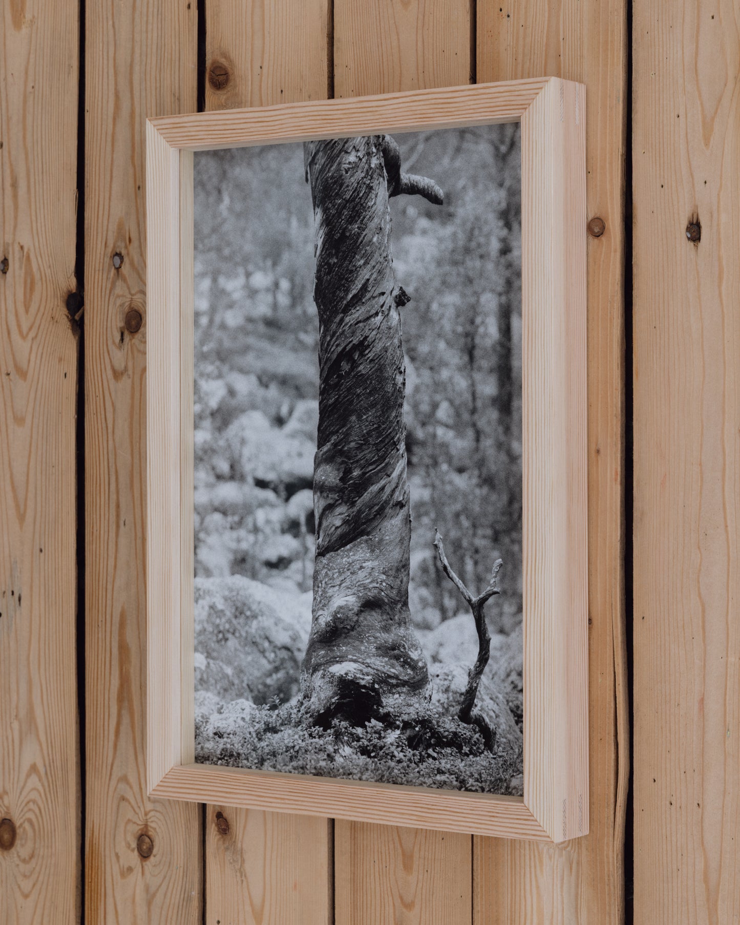 Vridd kelofuru, Pasvik (2025) - Johanne Nyborg