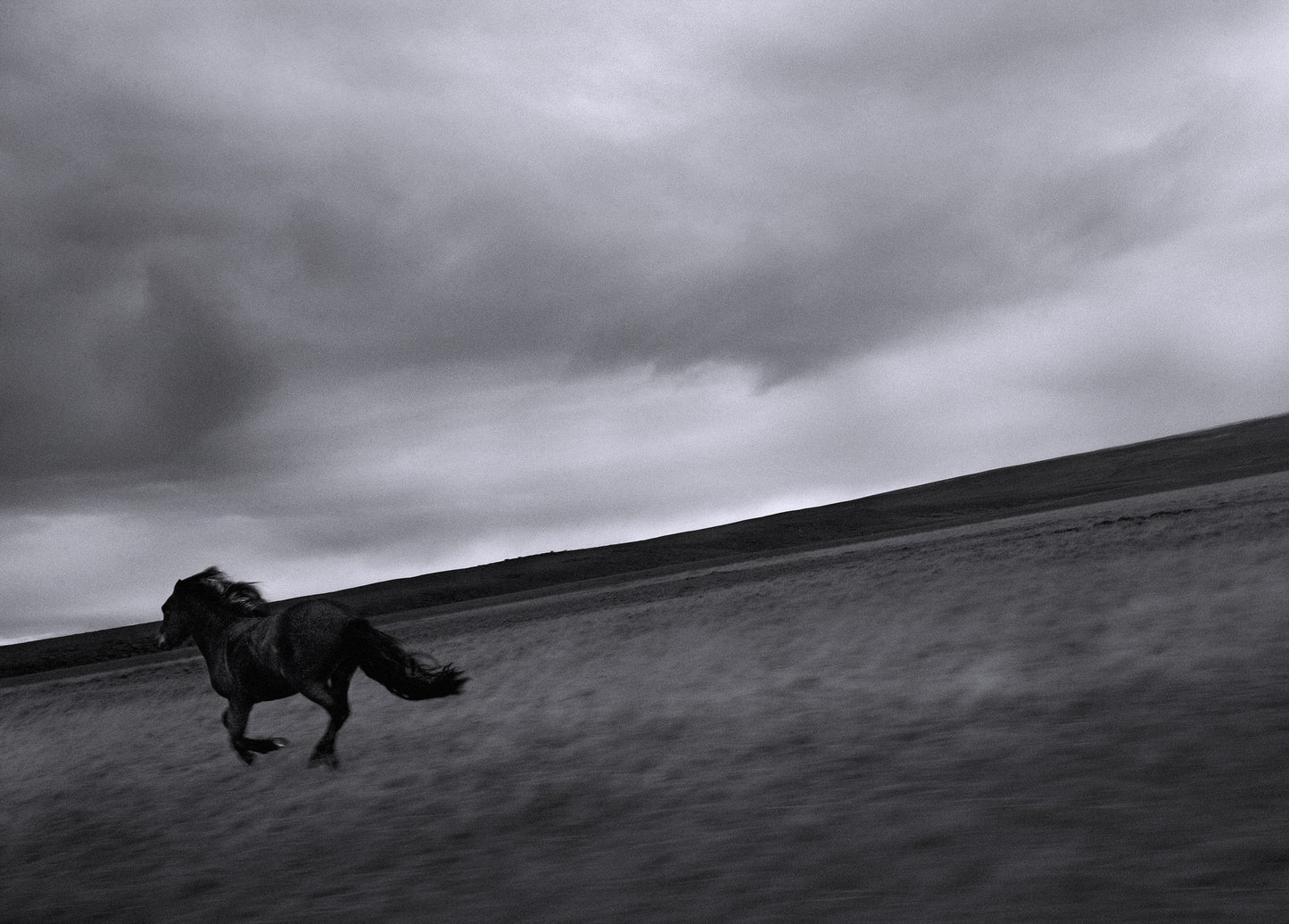 Wild horse - Ketil Born