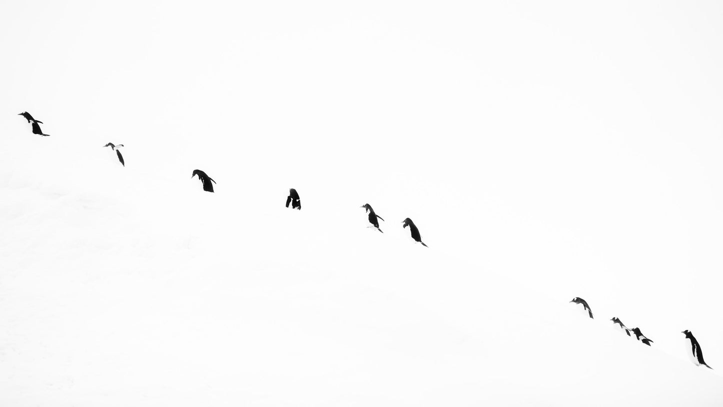 The walk - Wilfred Wessel Berthelsen