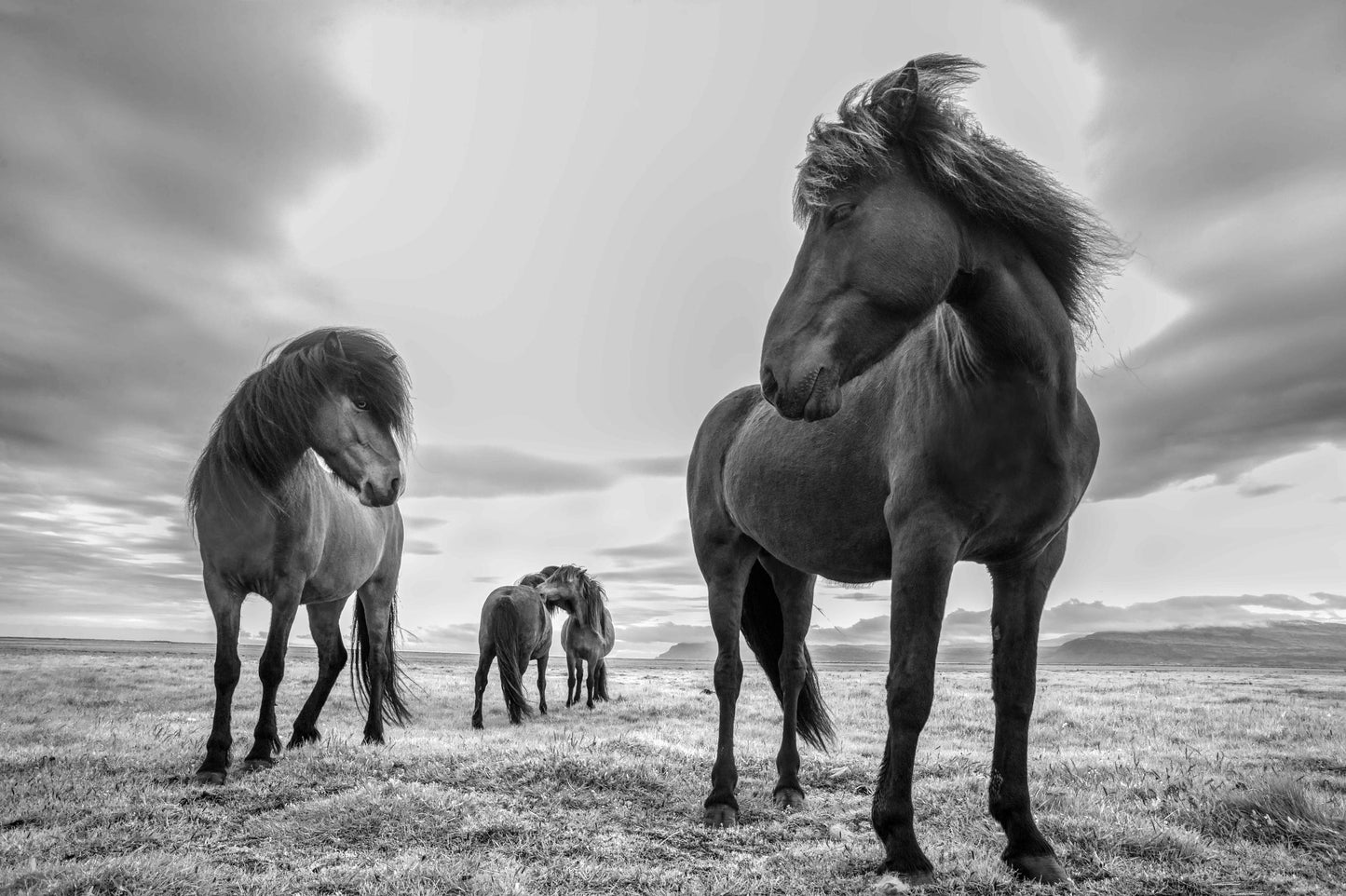 Icelandic horses - Pål Hermansen