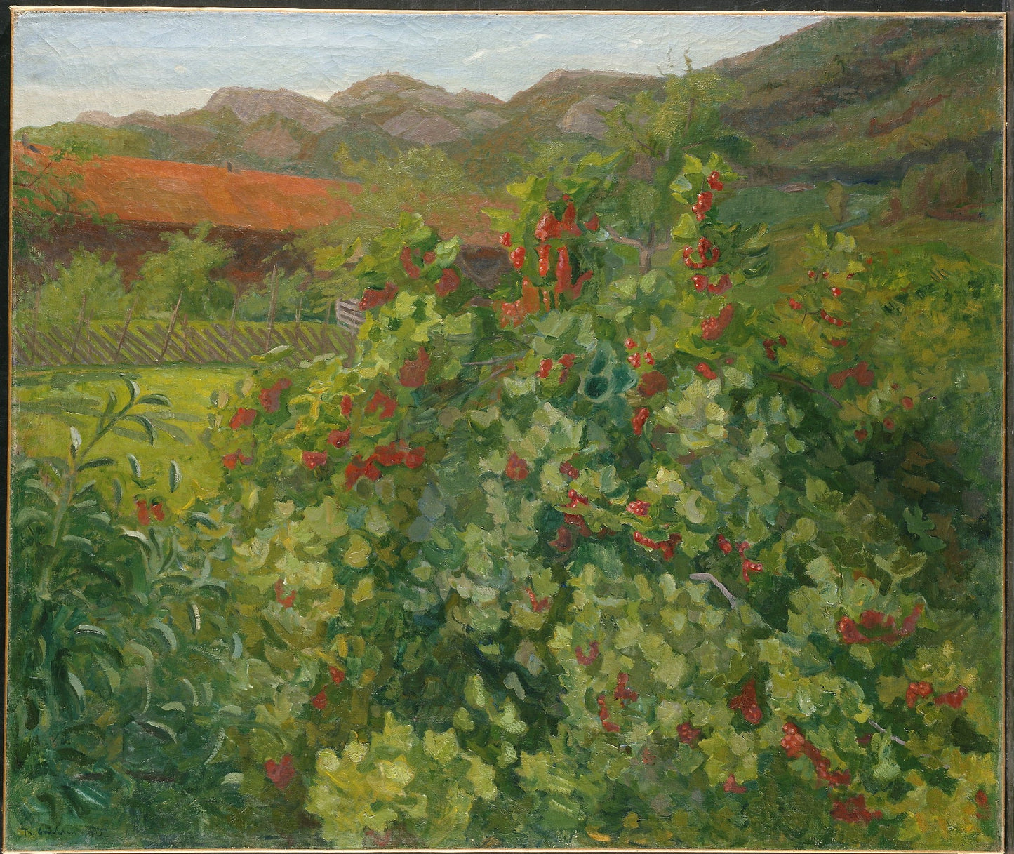 Der Johannisbeerstrauch