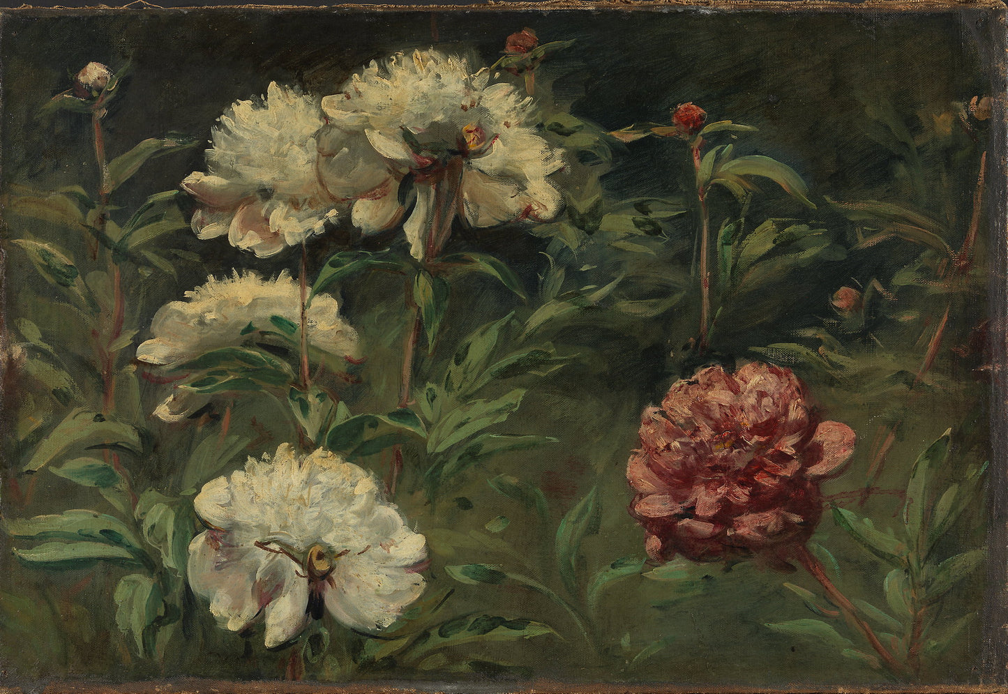 White and a red peony