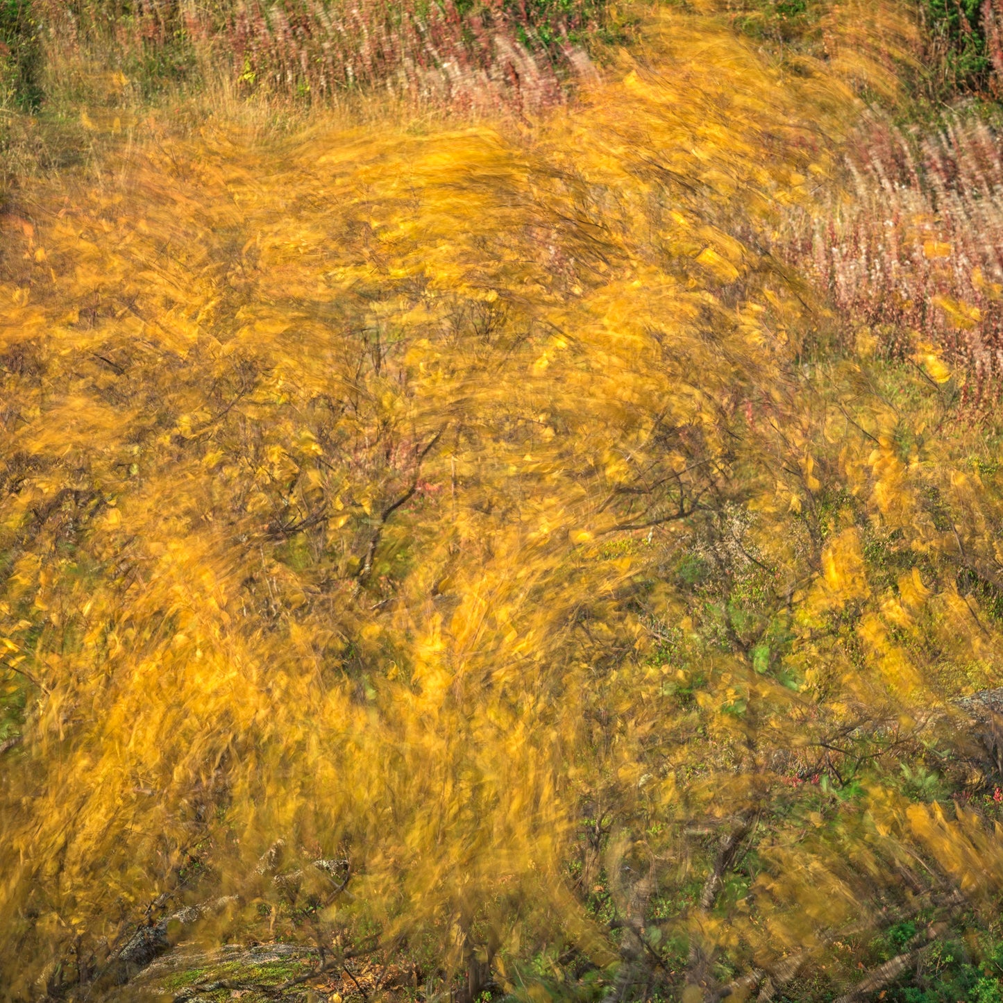 Autumn dance - Trym Ivar Bergsmo