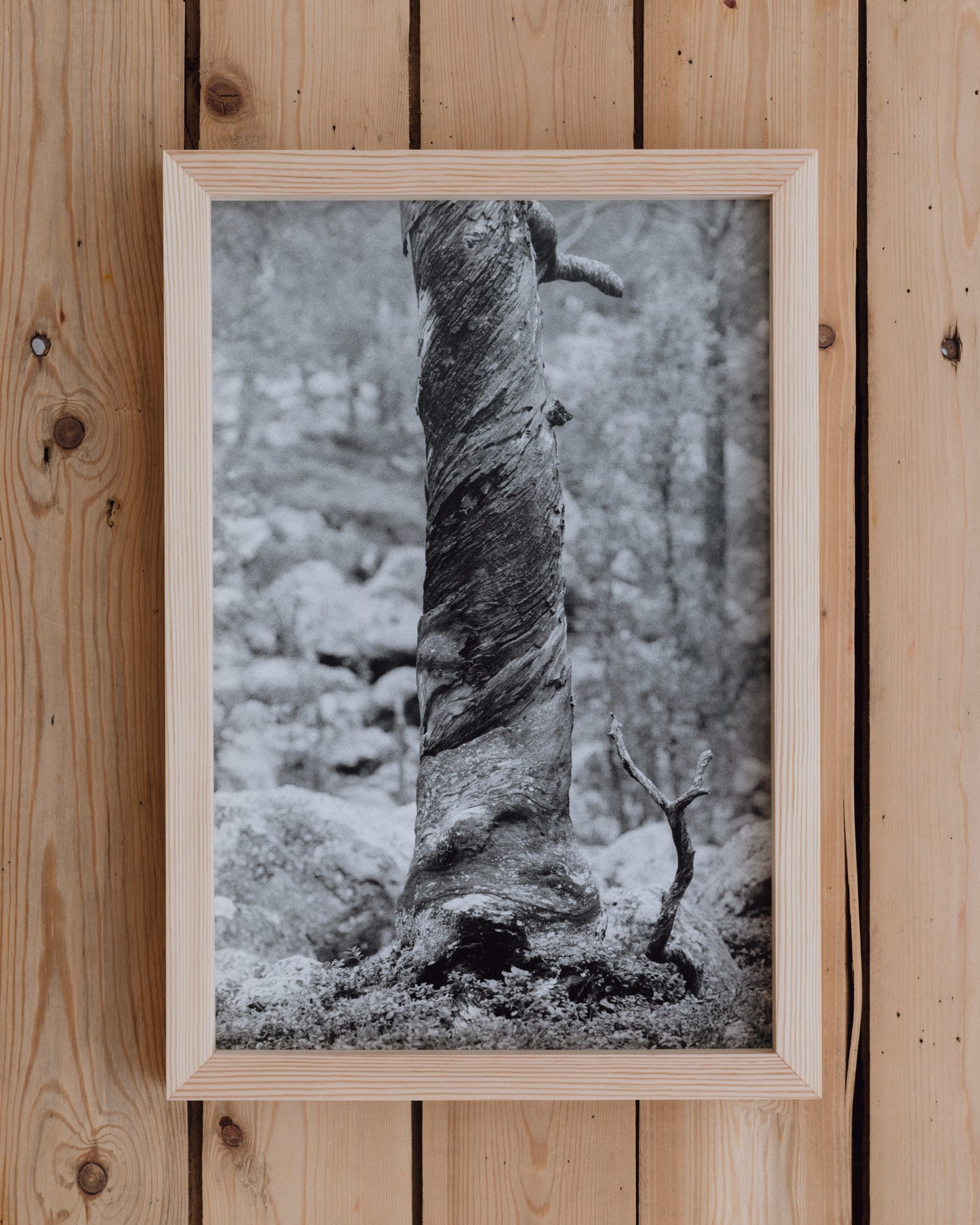 Vridd kelofuru, Pasvik (2025) - Johanne Nyborg