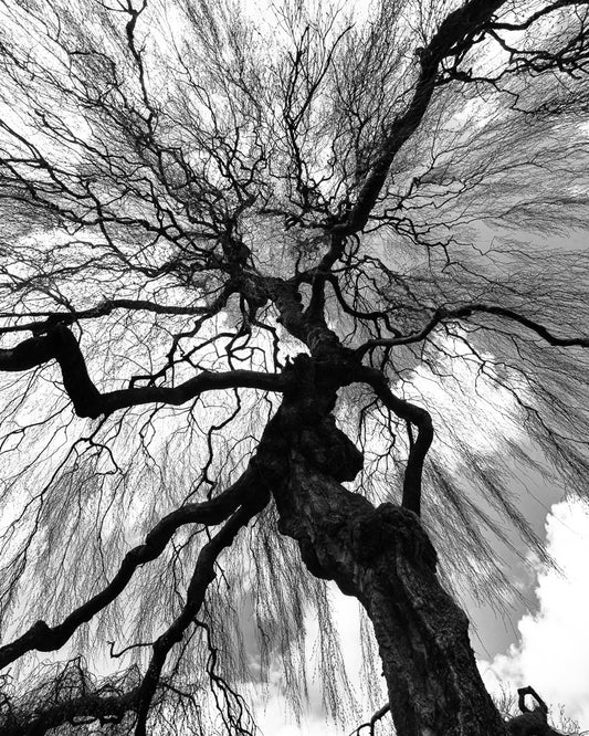 Hysterical tree - Jan Magnus Reneflot