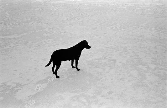 The dog on the ice - Sverre Aurstad