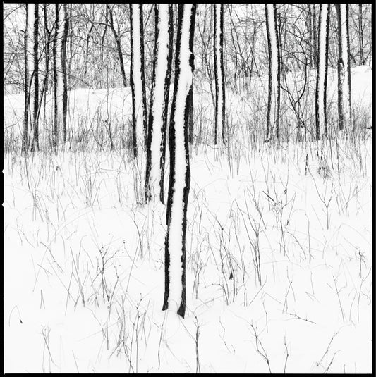 Winter I, Frysja - Morten Løberg